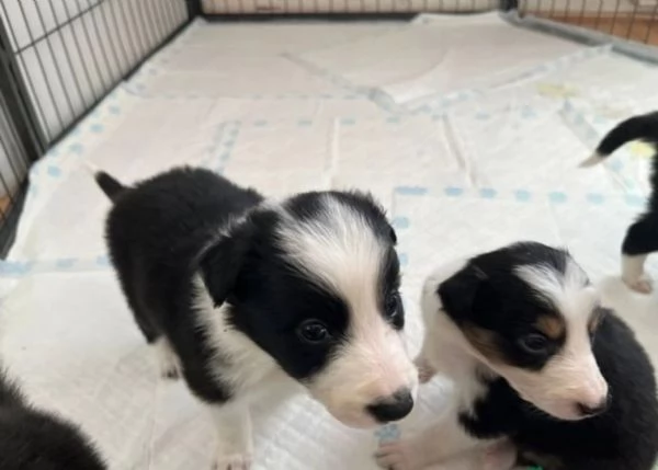 3Border Collie di razza pura idonei alladozione 