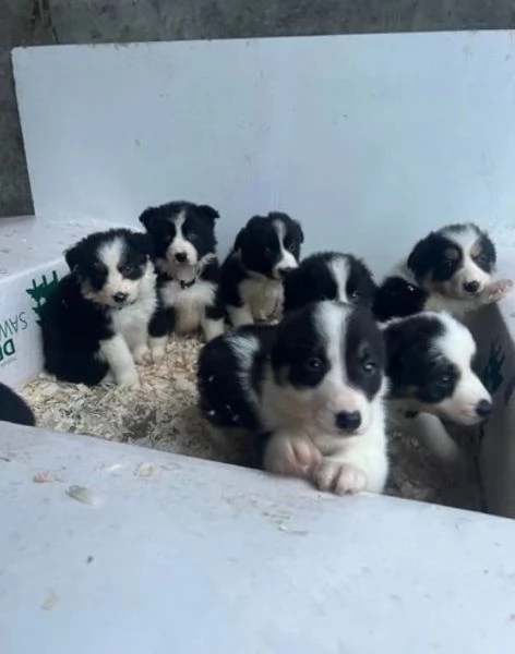 3Border Collie 