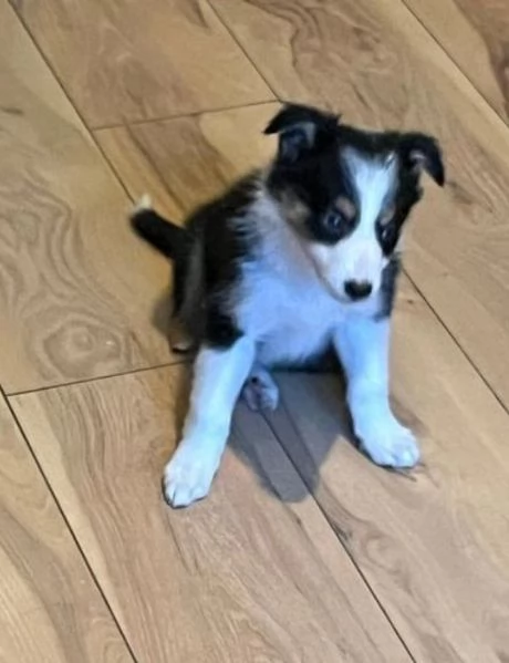 Border Collie di razza pura idonei alladozione 