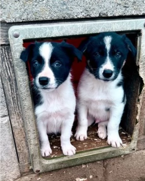 Border Collie di razza pura idonei alladozione