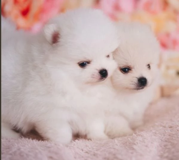 2pomerania | Foto 3