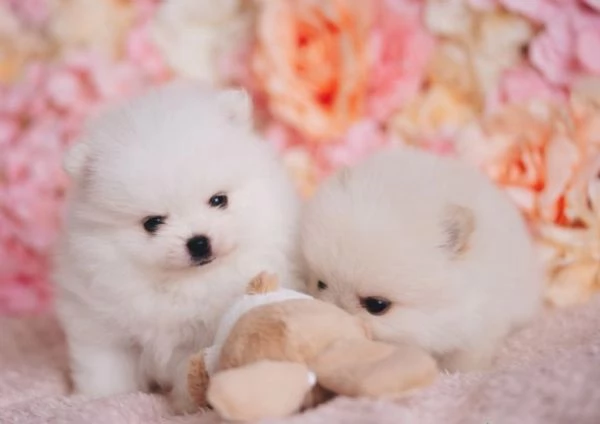 2pomerania