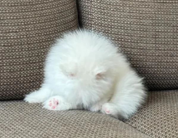 POMERANIA CUCCIOLI MASCHIO E FEMMINA