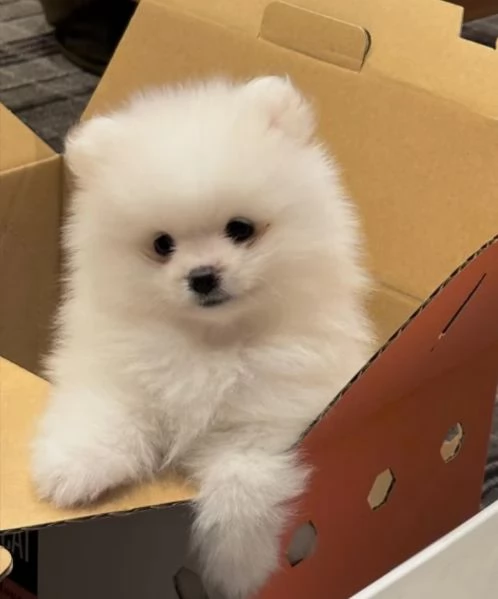 POMERANIA CUCCIOLI MASCHIO E FEMMINA | Foto 0