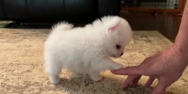 cuccioli di Pomerania bellissim