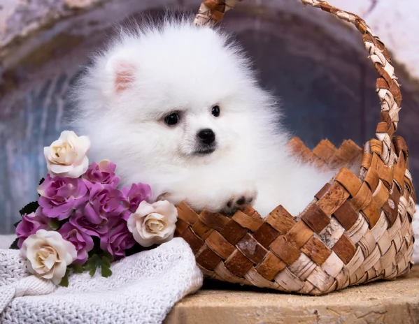 cucciolata di cuccioli di Pomerania Volpino