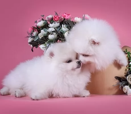 2bellissimi cuccioli di Pomerania