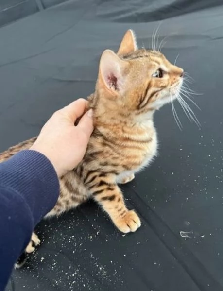 abbiamo 3 gattini bengala da adottare | Foto 0