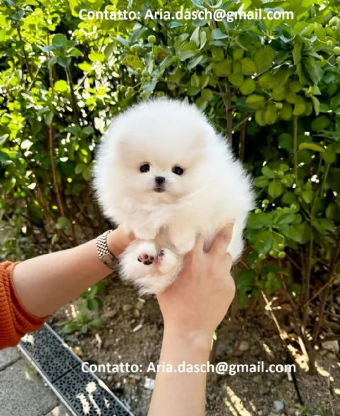 POMERANIA CUCCIOLI MASCHIO E FEMMINA bellissimi cuccioli di Pomerania maschio e femmina si conse