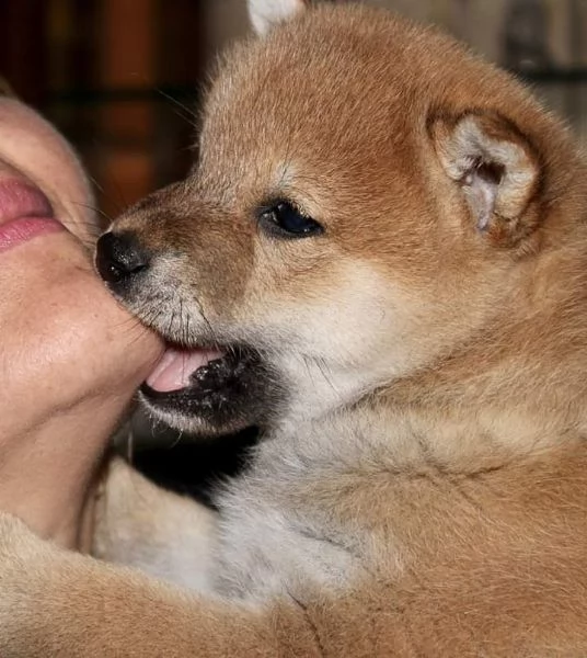 Super cuccioli di Shiba inu con pedigree ENCI  | Foto 3