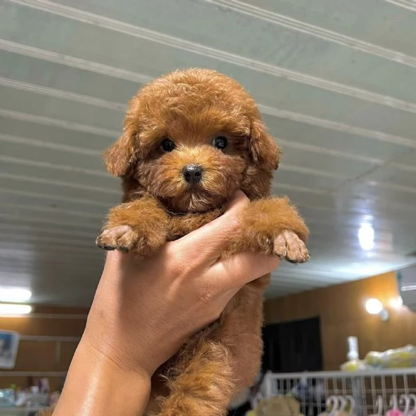 Cuccioli di Barboncini taglia piccola