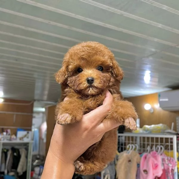 Cuccioli di Barboncini taglia piccola | Foto 0