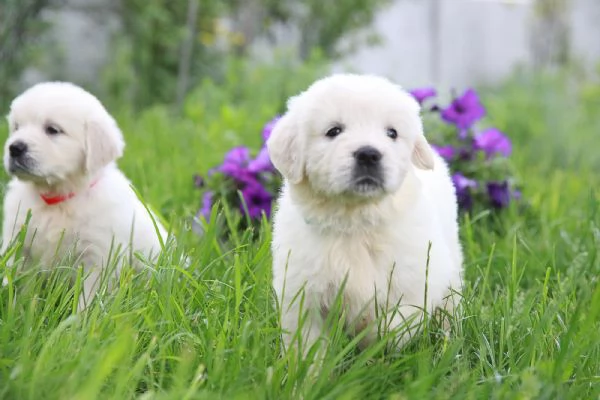 CUCCIOLI DI GOLDEN RETRIEVER | Foto 0