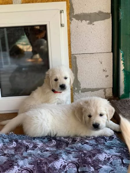 Cuccioli di golden retriever Bianchi | Foto 0