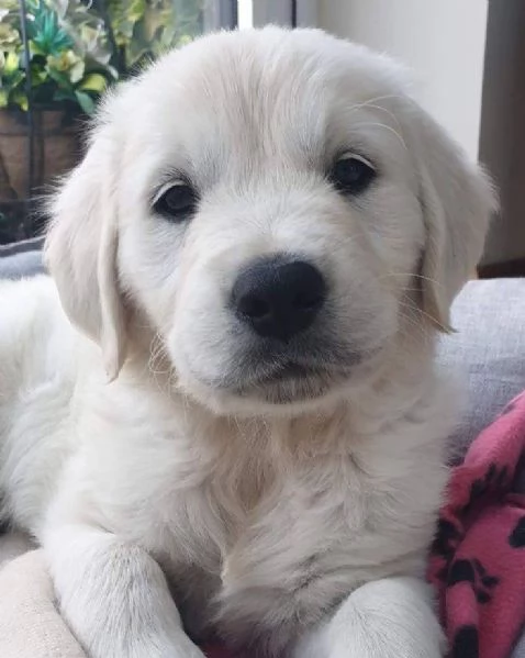 Cucciole di Golden retriever di circa 3 mesi