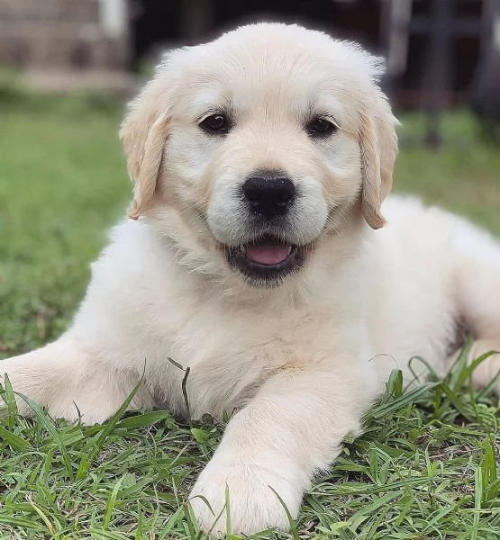 Cuccioli Golden retriever | Foto 0