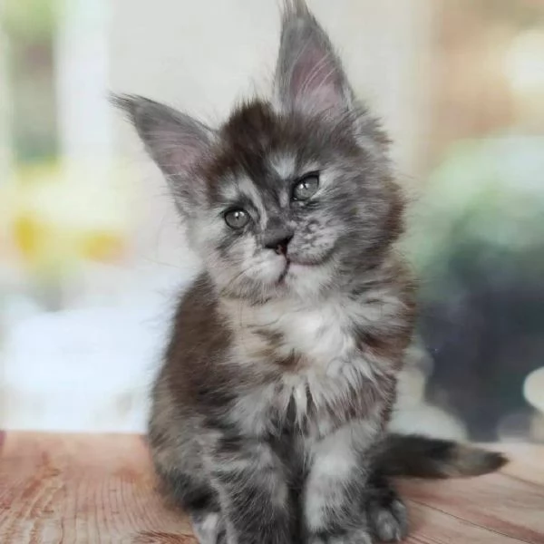 Cucciola di razza Maine Coon | Foto 0