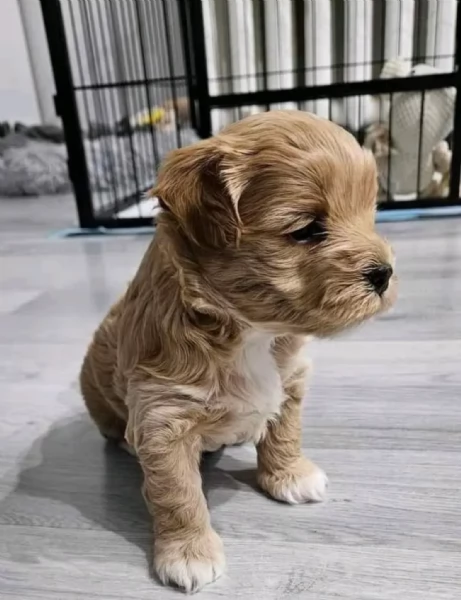 Small Size Poodle Puppies