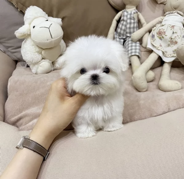 Small Size Maltese Puppies