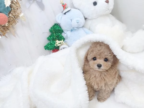 Beautiful small poodle puppies  | Foto 0