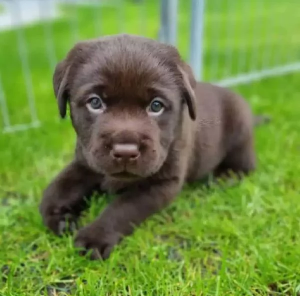 Puppy for sale Chocolate Labrador Retriever Puppies