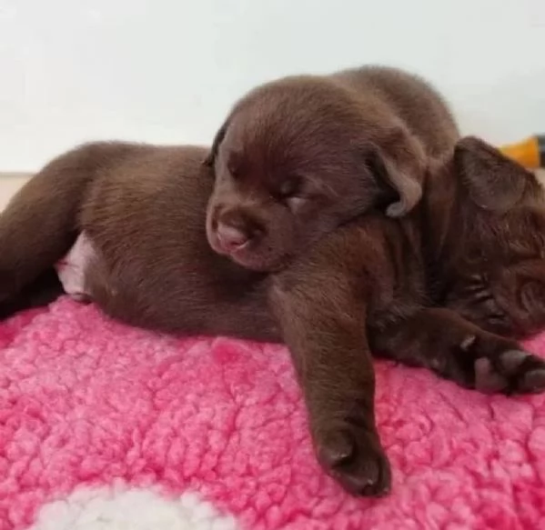 Puppy for sale Chocolate Labrador Retriever Puppies | Foto 0