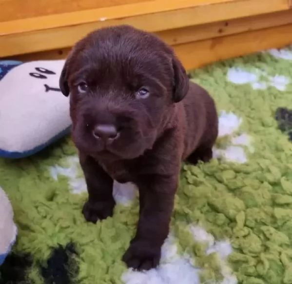 Labrador Retriever Puppy For Sale