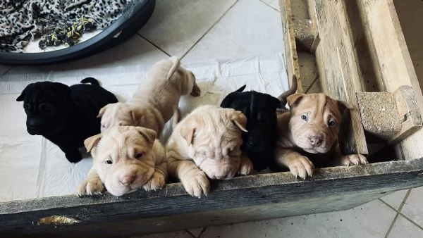 Splendidi shar pei