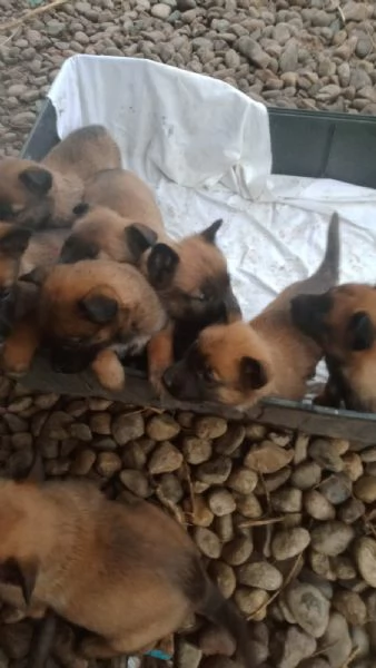 Vendo cuccioli di Pastore Belga | Foto 4