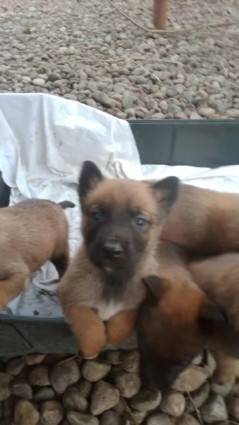 Vendo cuccioli di Pastore Belga | Foto 2