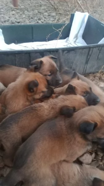 Vendo cuccioli di Pastore Belga | Foto 0