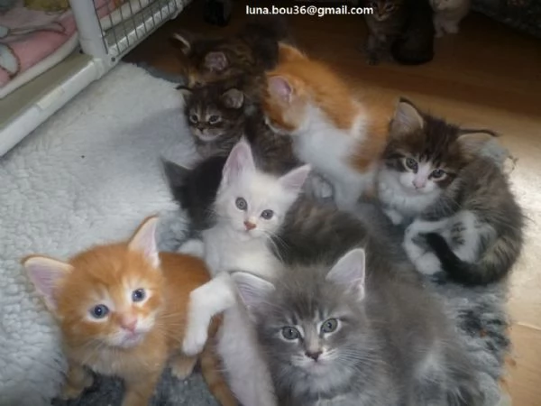 Maine coon gattino tipo 5 palle Kitten Maine tipo di capelli 3 femmine e 2 maschi Sono disponibili