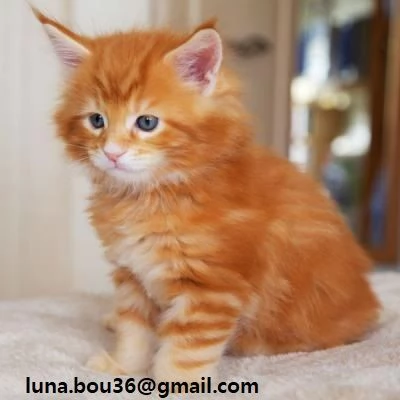 Maine coon gattino tipo 5 palle Kitten Maine tipo di capelli 3 femmine e 2 maschi Sono disponibili