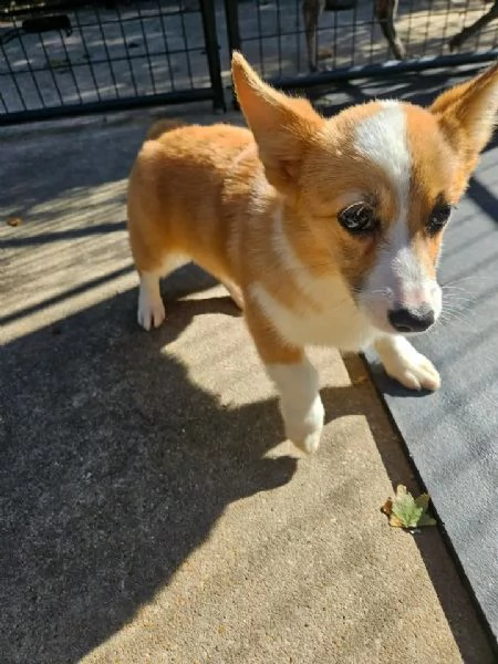 Cuccioli di Corgi