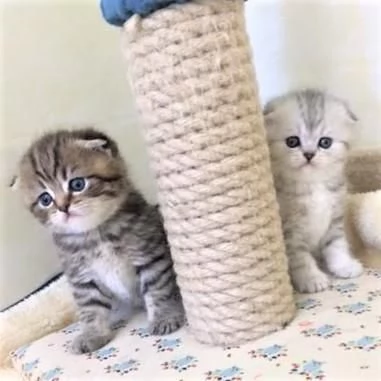 Cuccioli Scottish Fold | Foto 0