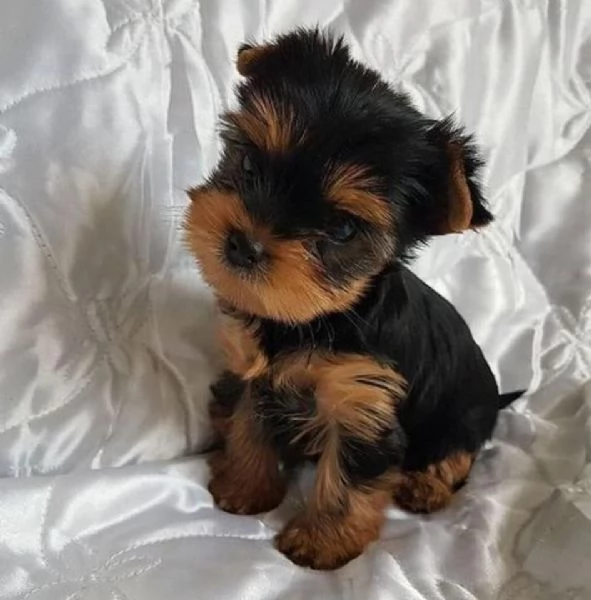 Cuccioli di Yorkie in vendita