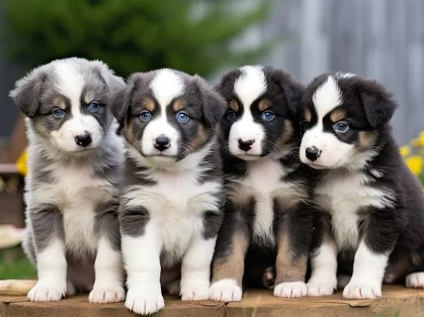 Cuccioli di Border Collie pronti per ladozione