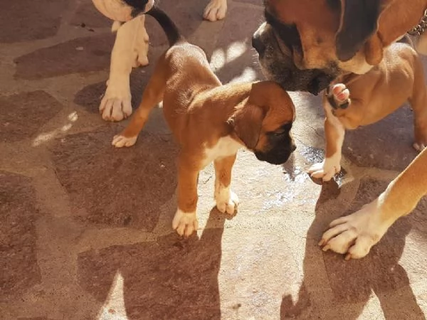 Cuccioli di boxer in adozione