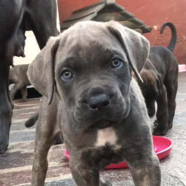 Vendo cuccioli di cane corso