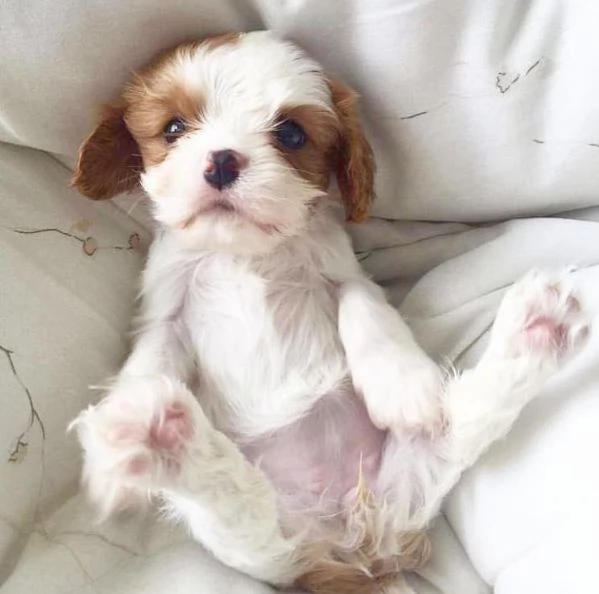 Vendita cuccioli di Cavalier King Charles Spaniel