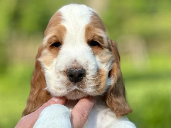 Vendita cuccioli di cocker spaniel