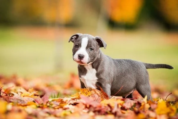 Vendo cuccioli di pittbull americano