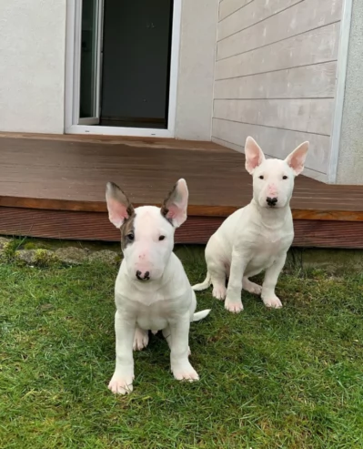 Bull terrier cuccioli pronti per ladozione