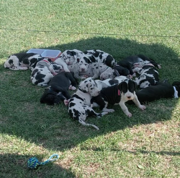 Cuccioli di alano in adozione