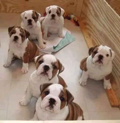 Vendita cuccioli di bulldog inglese