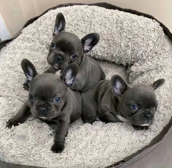 Vendo cuccioli di bulldog francese