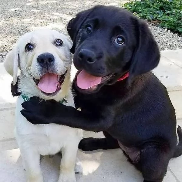 Cuccioli di Labrador Pronti subito