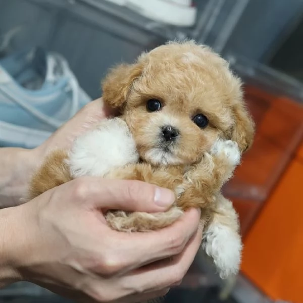 Cuccioli di barboncino qui in vendita