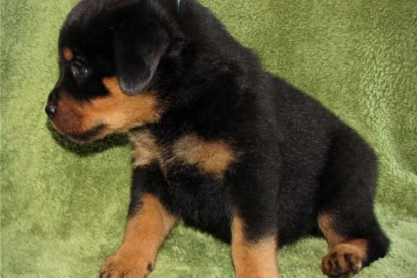 Cuccioli rottweiler