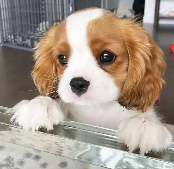 Cavalier king Cuccioli Bicolore